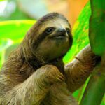 Animal Friends-Sloth-Perezoso
